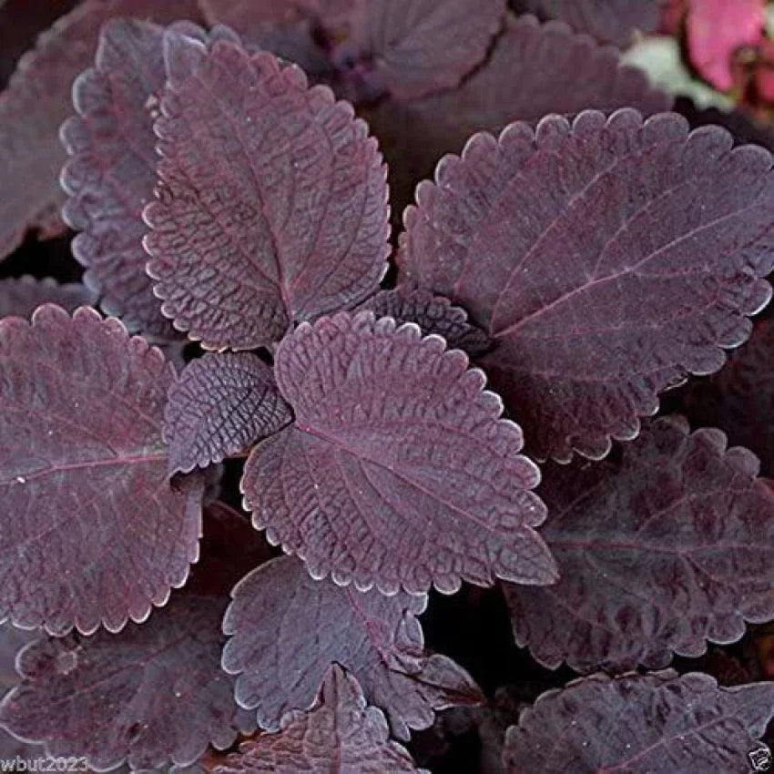 Deep Purple Coleus Flower seeds for Planting - Bright Blooms, Heirloom & GMO Free Seeds for Home Garden
Sale seeds for planting in home garden