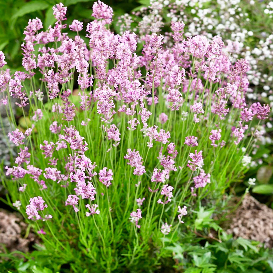 Pink Lavender Flower seeds for Planting Pollinator Friendly Heirloom & GMO Free Seeds for Home Garden
Sale