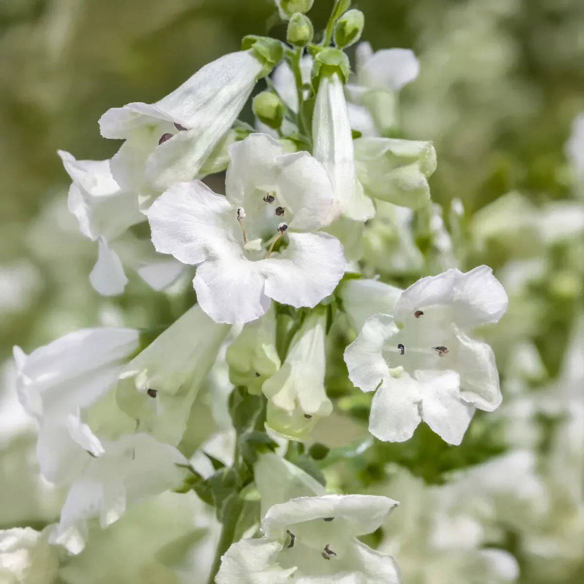 White Penstemon Flower seeds for Planting - Easy to Grow, Heirloom & GMO Free Seeds for Home Garden
Sale for planting in home garden