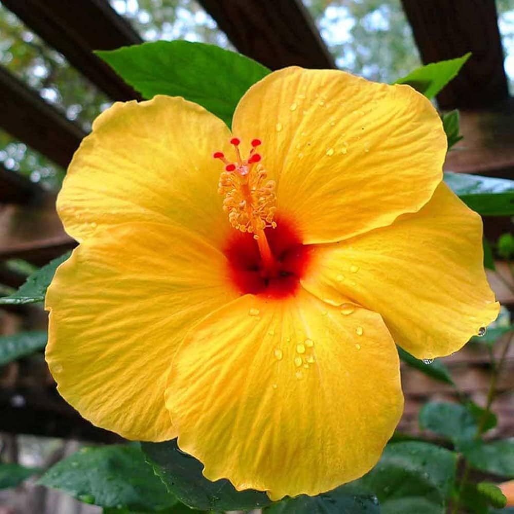 Yellow Hibiscus Flower seeds for Planting Premium Quality Heirloom & GMO Free Seeds for Home Garden
Sale seeds for home garden planting