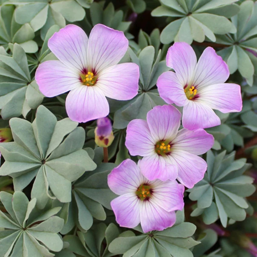 White Pink Oxalis Laciniata Flower seeds for Planting Long Bloom Season Heirloom & GMO Free Seeds for Home Garden
Sale seeds for home garden planting