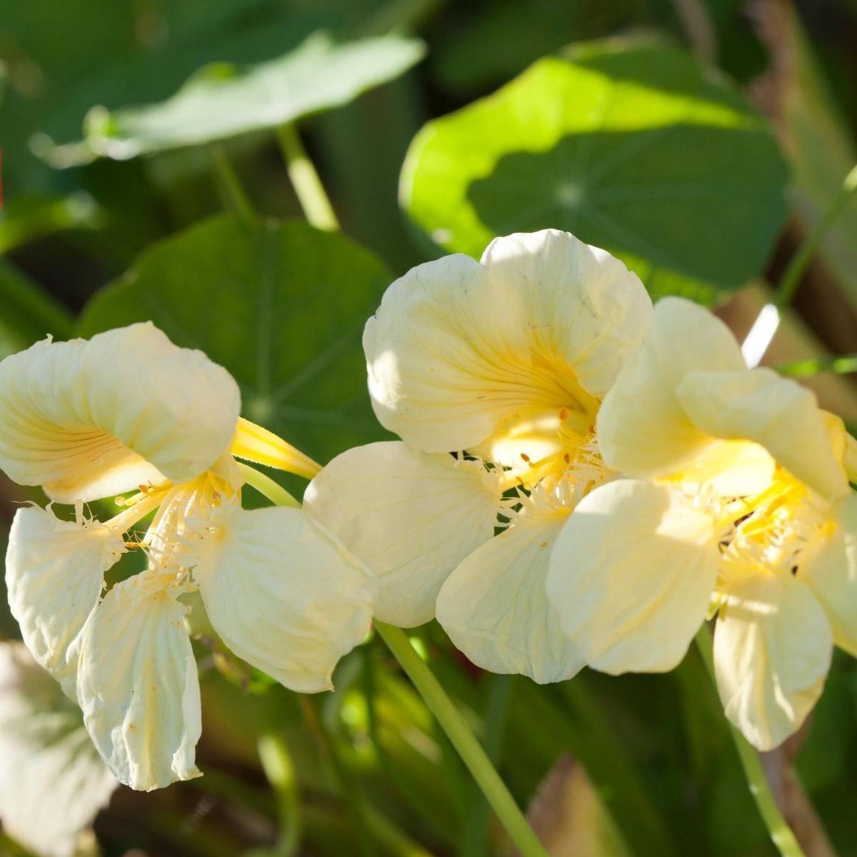 Cream Nasturtium Flower seeds for Planting Wildflower Mix Heirloom & GMO Free Seeds for Home Garden
Sale seeds for home garden planting
