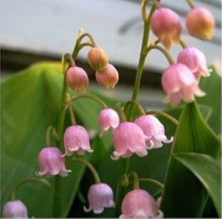 Pink Bell Orchid Flower seeds for Planting - Pollinator Friendly, Heirloom & GMO Free Seeds for Home Garden
Sale for planting in home garden