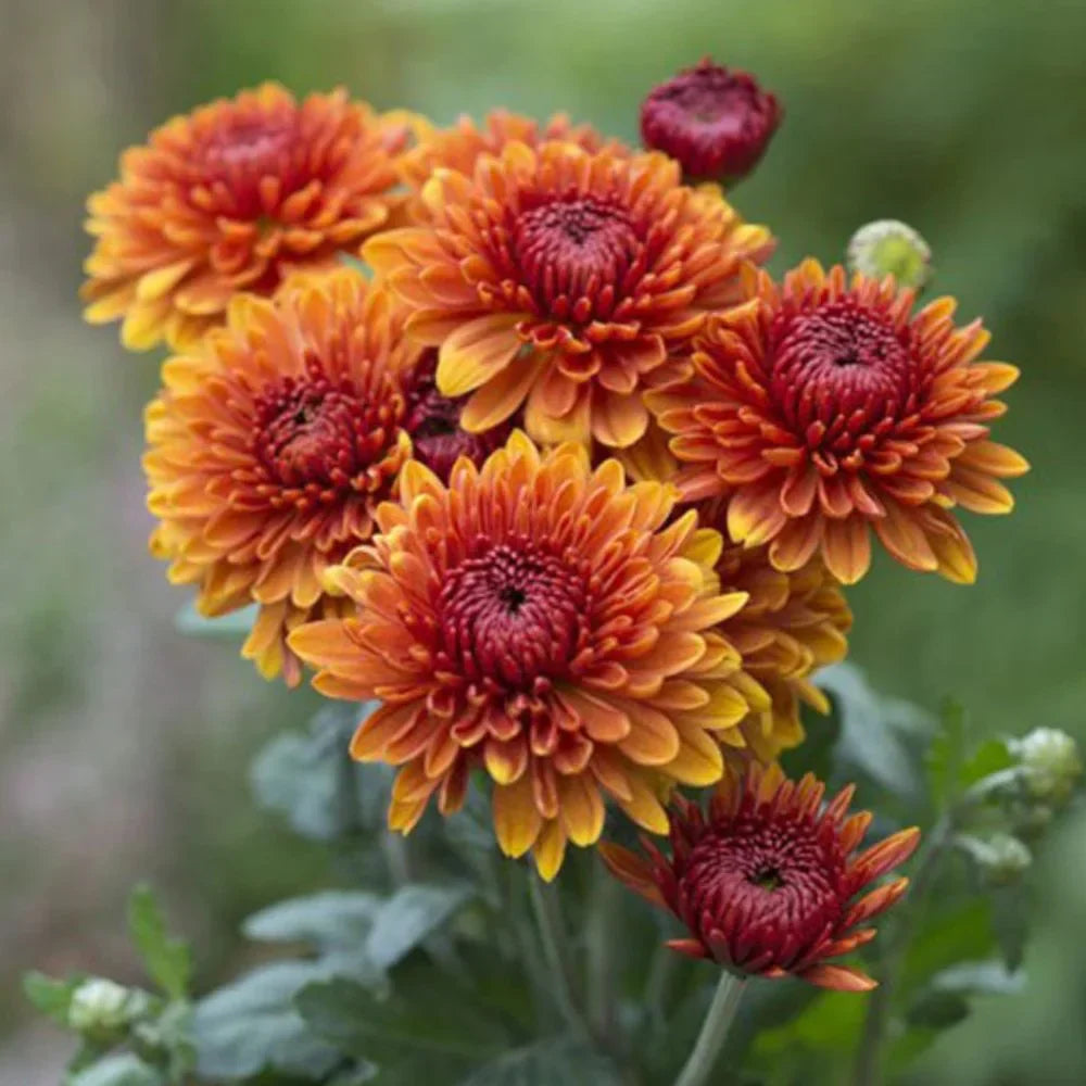mum flower seeds for sale Orange Red Chrysanthemum Flower seeds for Planting Cut