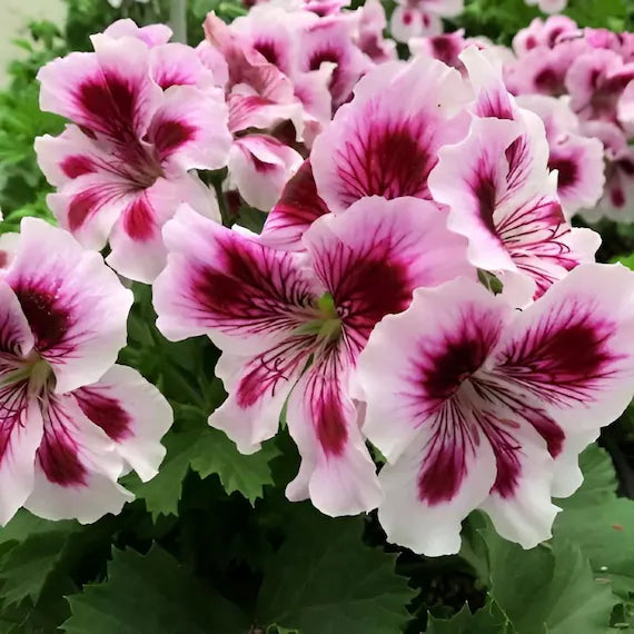 Purple & White Geranium Flower seeds for Planting Easy to Grow Heirloom & GMO Free Seeds for Home Garden
Sale seeds for home garden planting