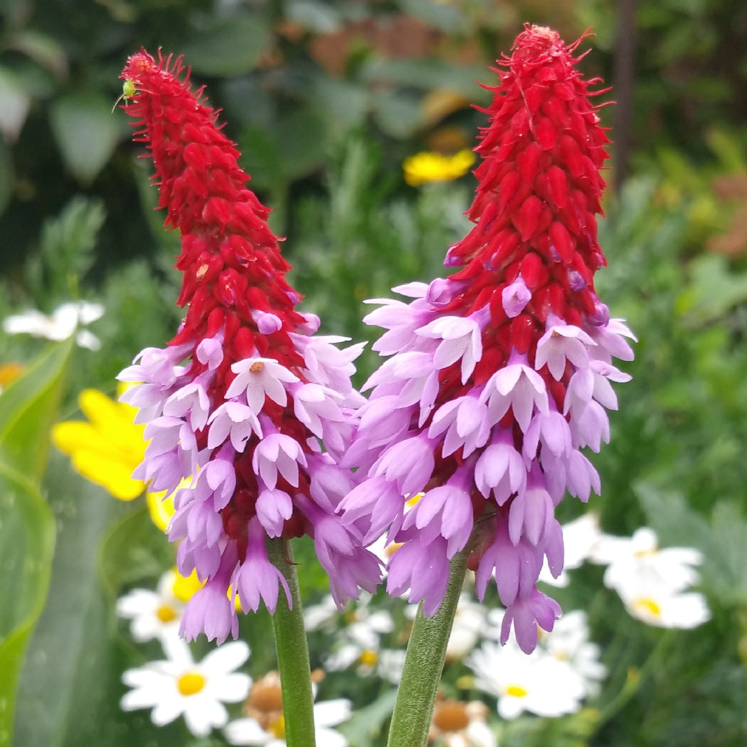 Pink Vialii Flower seeds for Planting Cut Flower Favorite Heirloom & GMO Free Seeds for Home Garden
Sale seeds for home garden planting