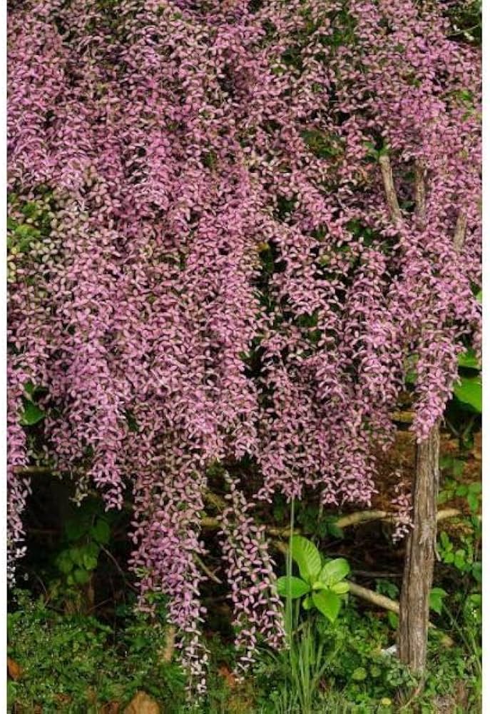 Shower Orchid or Wooly Congea or Congea Tomentosa Flower seeds for Planting - Sun Loving, Heirloom & GMO Free Seeds for Home Garden
Sale seeds for planting in home garden