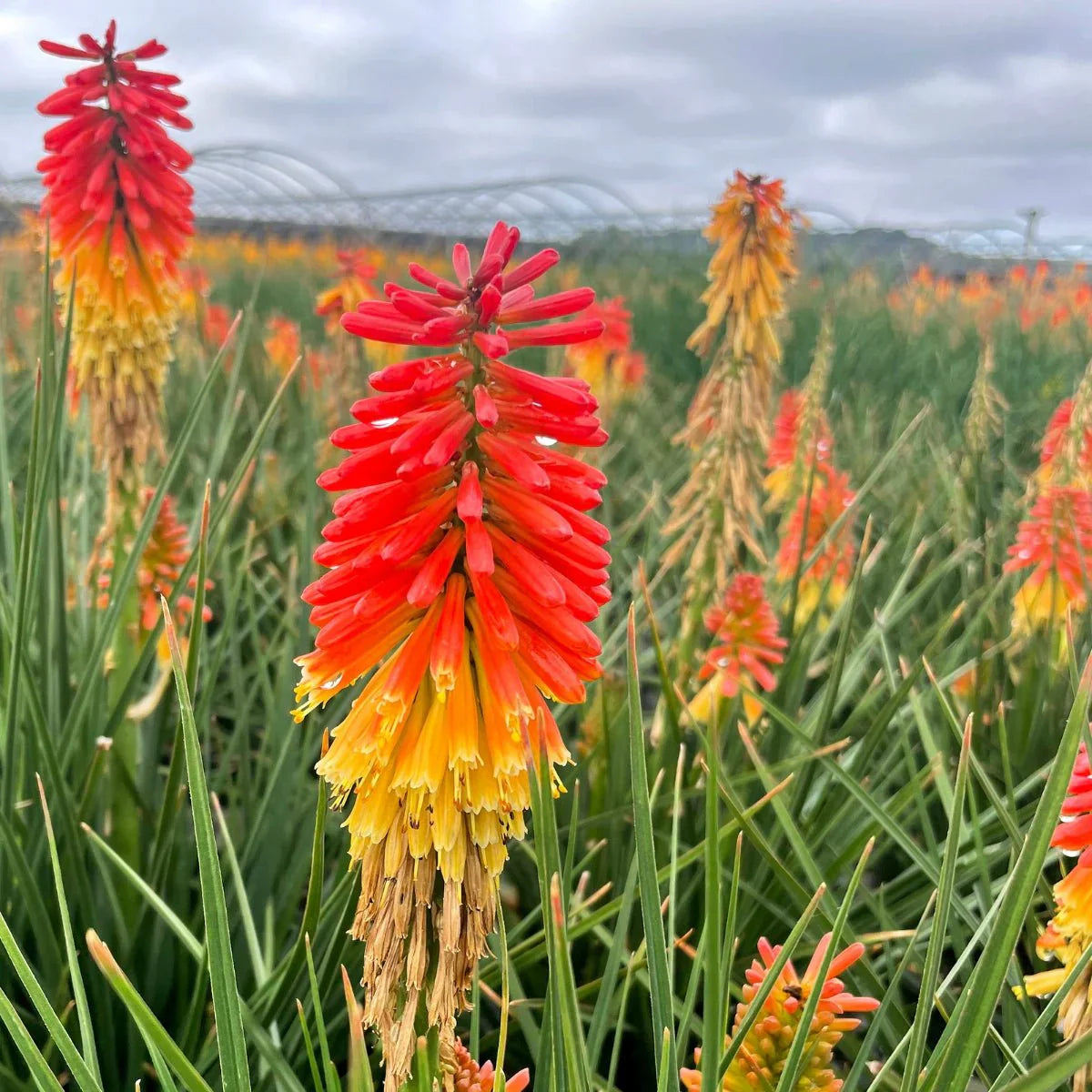 Red Yellow Kniphofia Flower seeds for Planting Low Maintenance Heirloom & GMO Free Seeds for Home Garden
Sale seeds for home garden planting