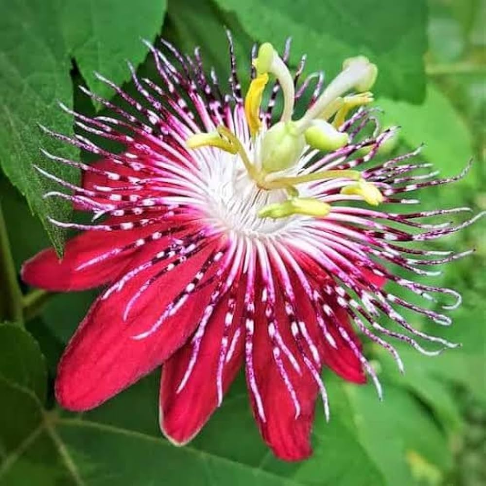 Red WingedStem Passion Flower seeds for Planting Easy to Grow Heirloom & GMO Free Seeds for Home Garden
Sale seeds for home garden planting