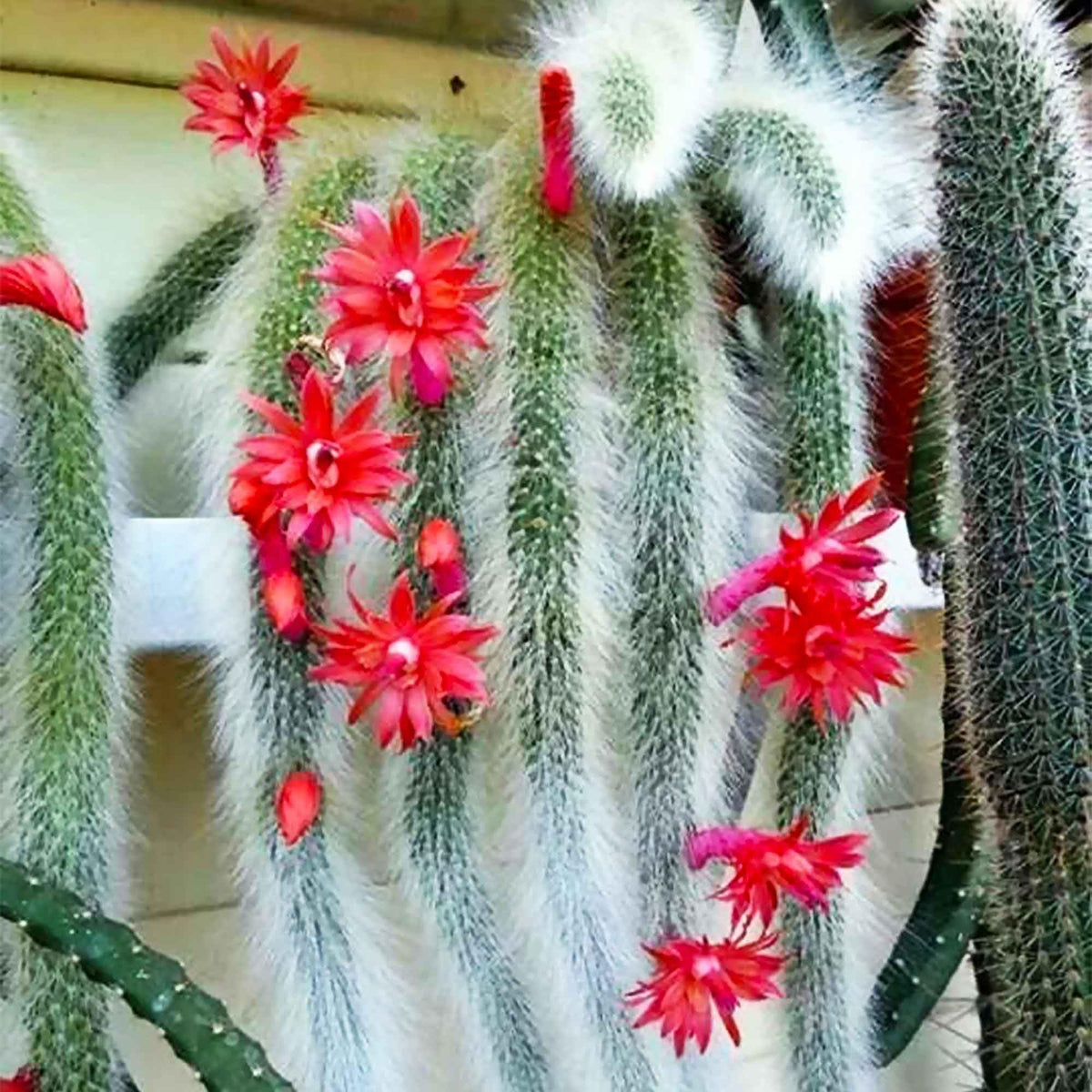 Fresh Monkey Tail Flower seeds for Planting - Vibrant Colors, Heirloom & GMO Free Seeds for Home Garden
Sale seeds for planting in home garden