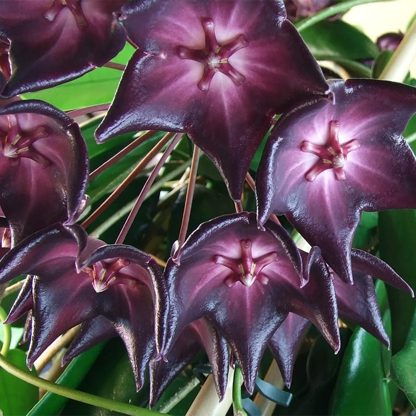 Purple White Hoya Flower seeds for Planting - Bright Blooms, Heirloom & GMO Free Seeds for Home Garden
Sale for planting in home garden