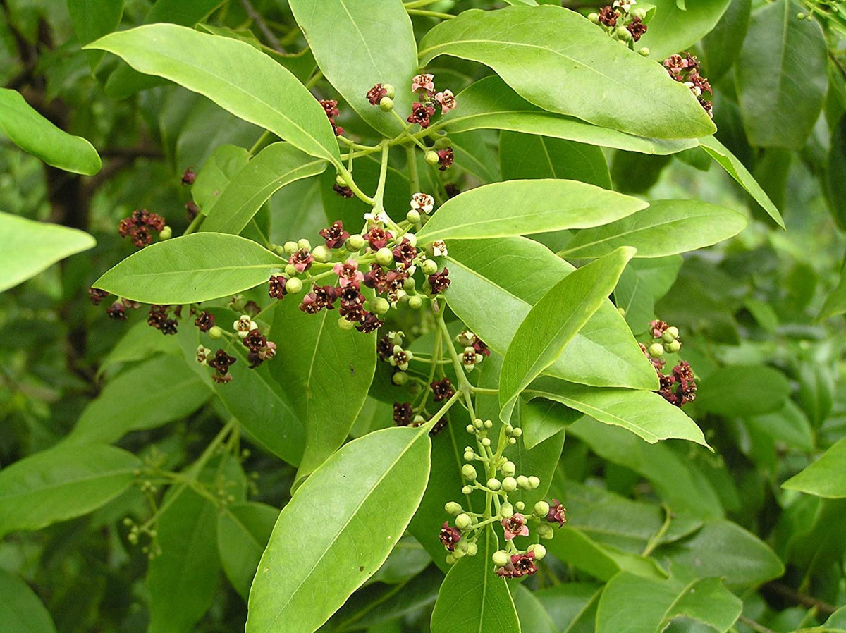 Santalum Album Flower seeds for Planting Low Maintenance Heirloom & GMO Free Seeds for Home Garden
Sale seeds for home garden planting