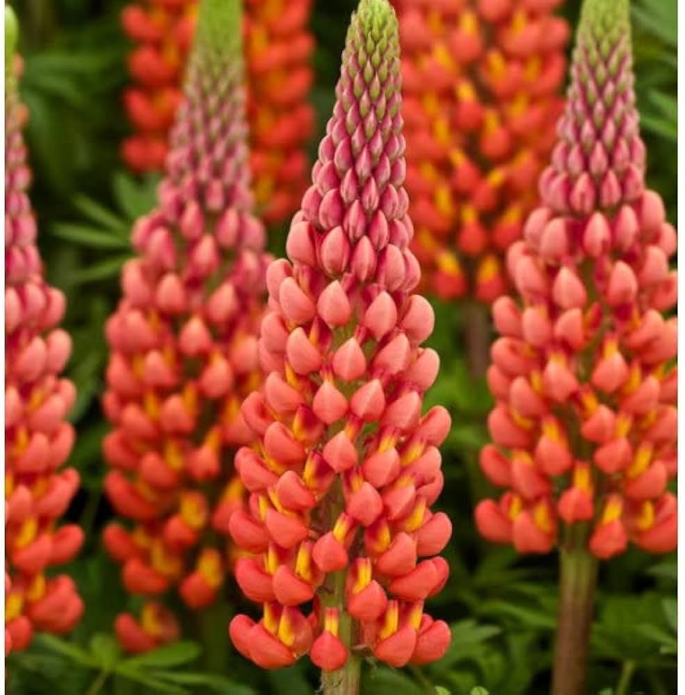Orange Lupine Flower seeds for Planting Fragrant Blossoms Heirloom & GMO Free Seeds for Home Garden
Sale seeds for home garden planting
