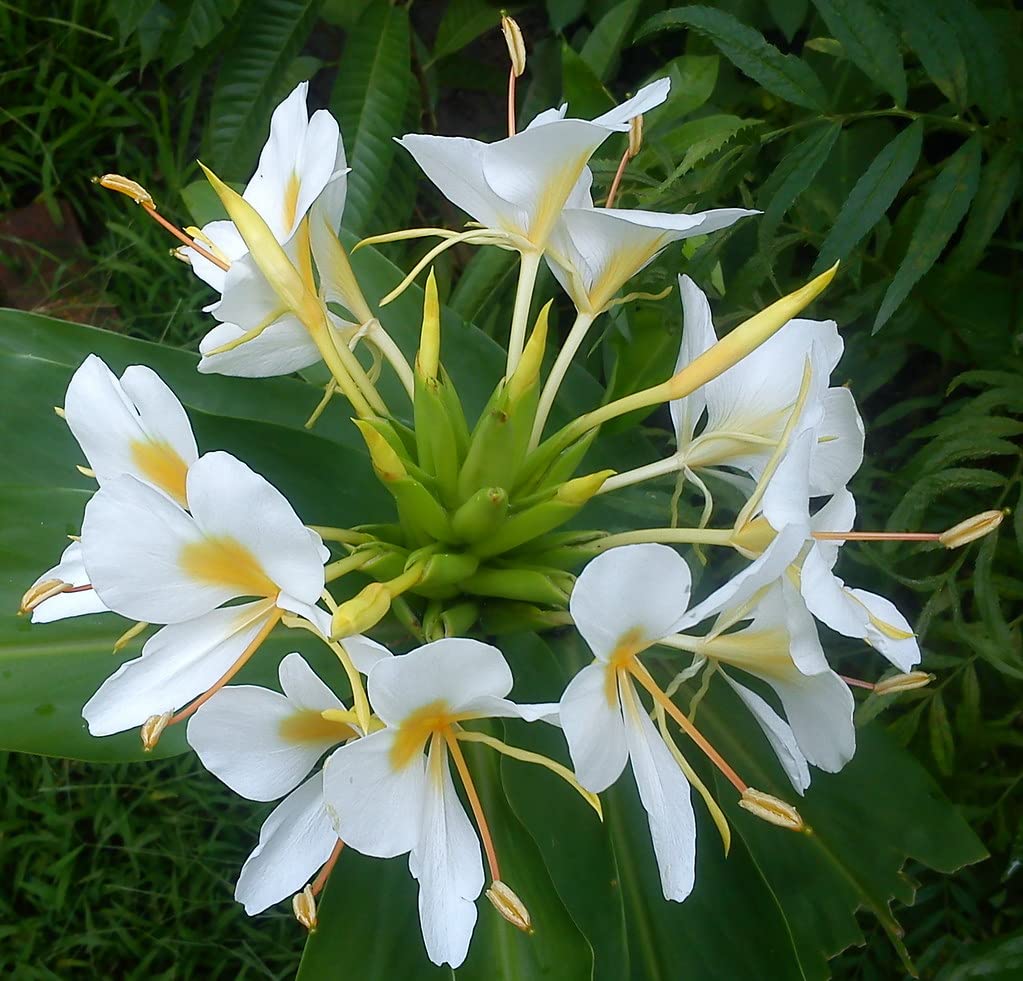 Coronarium Flower seeds for Planting Cut Flower Favorite Heirloom & GMO Free Seeds for Home Garden
Sale seeds for home garden planting