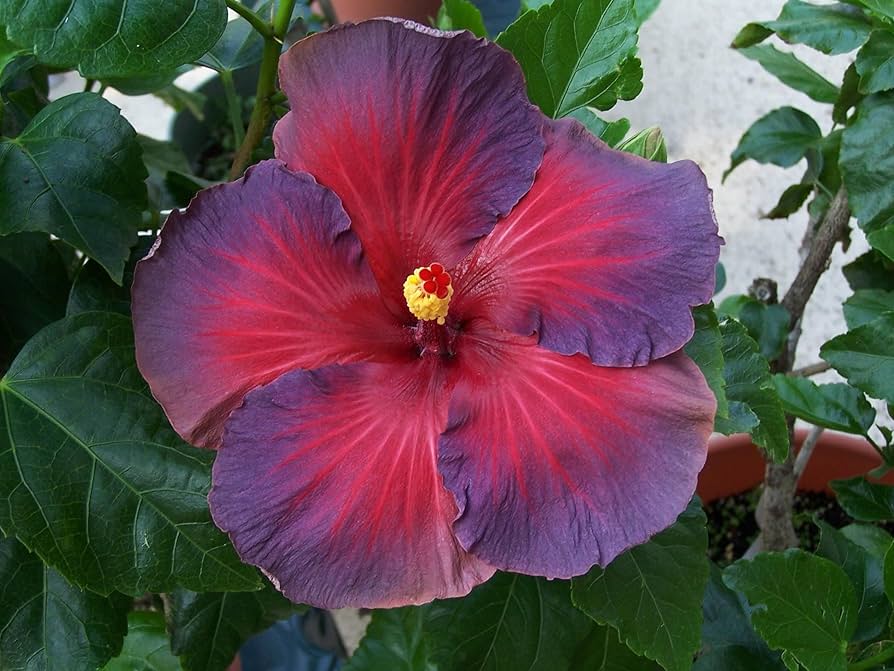 Ash Red Hibiscus Flower seeds for Planting Long Bloom Season Heirloom & GMO Free Seeds for Home Garden
Sale seeds for home garden planting