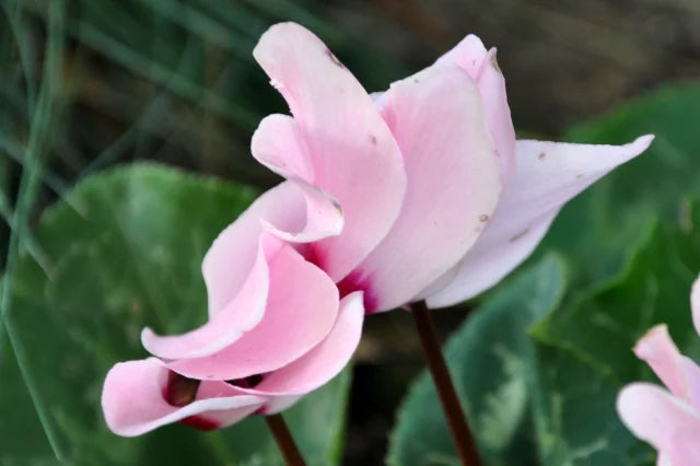 Pale Pink Cyclamen Flower seeds for Planting - Shade Tolerant, Heirloom & GMO Free Seeds for Home Garden
Sale seeds for planting in home garden