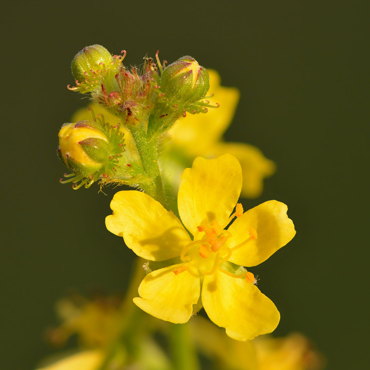 Agrimony Flower seeds for Planting Sun Loving Heirloom & GMO Free Seeds for Home Garden
Sale seeds for home garden planting