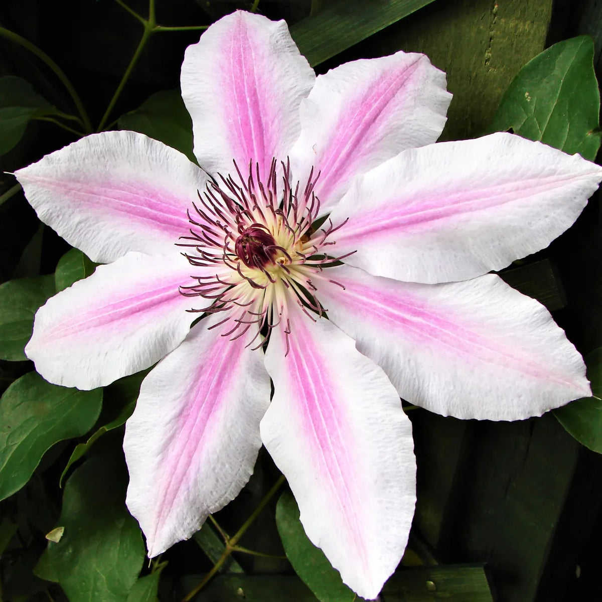 Pink-White Clematis Flower seeds for Planting - Premium Quality, Heirloom & GMO Free Seeds for Home Garden
Sale for planting in home garden