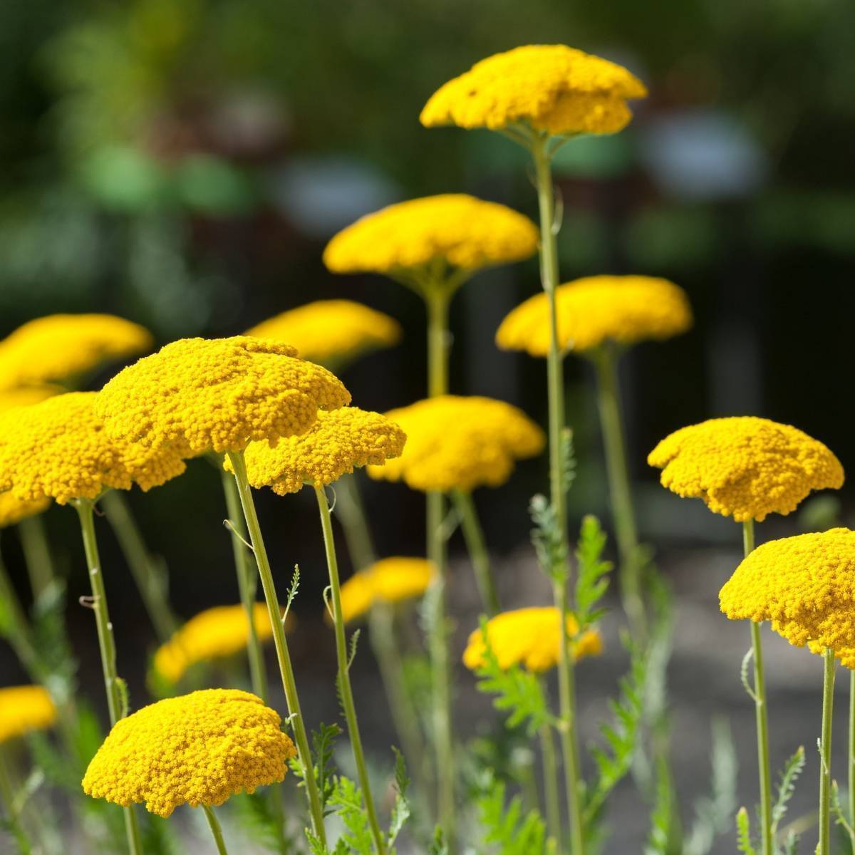 Colorado Perennial Flower seeds for Planting - Low Maintenance, Heirloom & GMO Free Seeds for Home Garden
Sale for planting in home garden