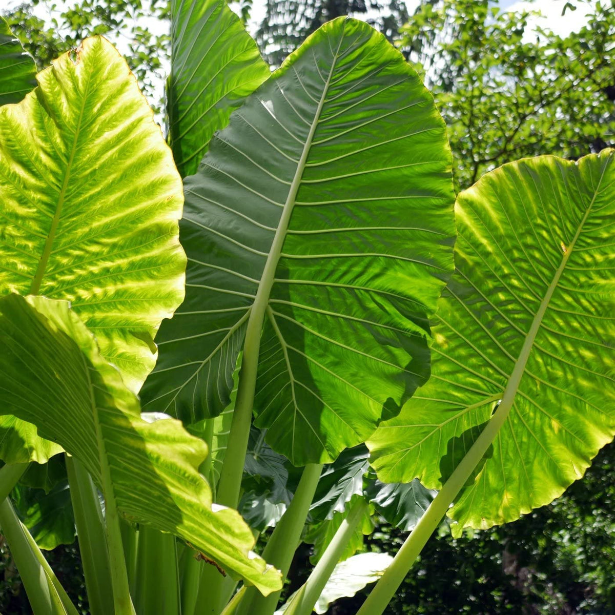 Green Giant Elephant Ear Flower seeds for Planting Fragrant Blossoms Heirloom & GMO Free Seeds for Home Garden
Sale seeds for home garden planting