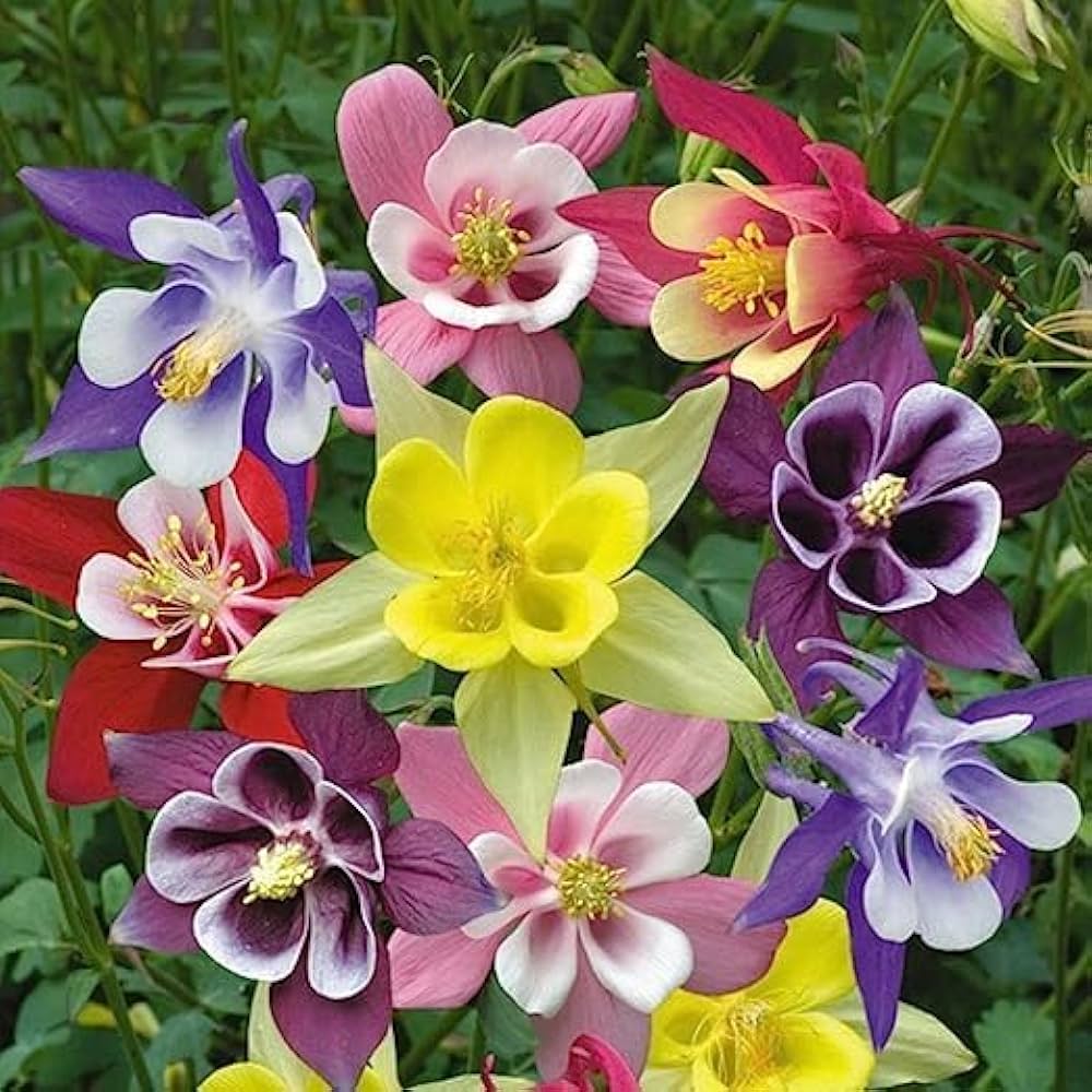Mixed Columbine Flower seeds for Planting Colorful Display Heirloom & GMO Free Seeds for Home Garden
Sale seeds for home garden planting