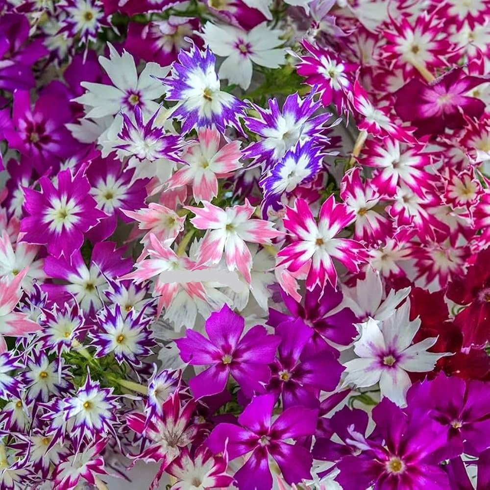 Mixed Twinkle Star Flower seeds for Planting - Fragrant Blossoms, Heirloom & GMO Free Seeds for Home Garden
Sale for planting in home garden