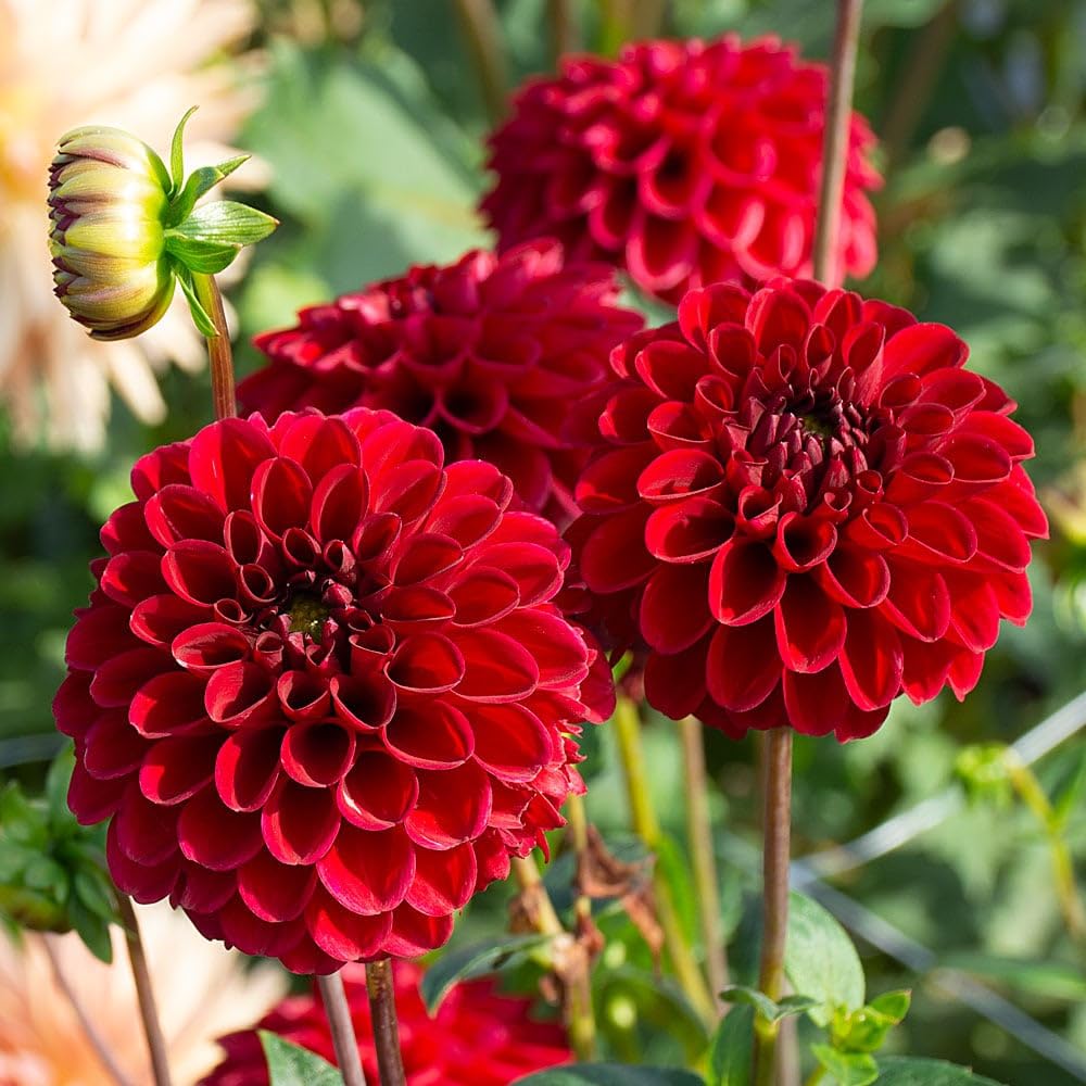 Red Dahlia Flower seeds for Planting Colorful Display Heirloom & GMO Free Seeds for Home Garden
Sale seeds for home garden planting