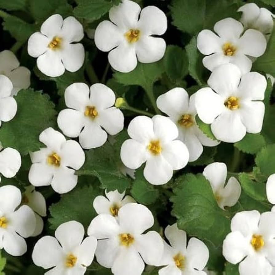 White Bacopa Flower seeds for Planting Pollinator Friendly Heirloom & GMO Free Seeds for Home Garden
Sale seeds for home garden planting