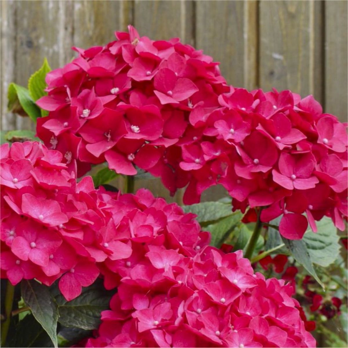 Pink Hydrangea Flower seeds for Planting Drought Tolerant Heirloom & GMO Free Seeds for Home Garden
Sale seeds for home garden planting