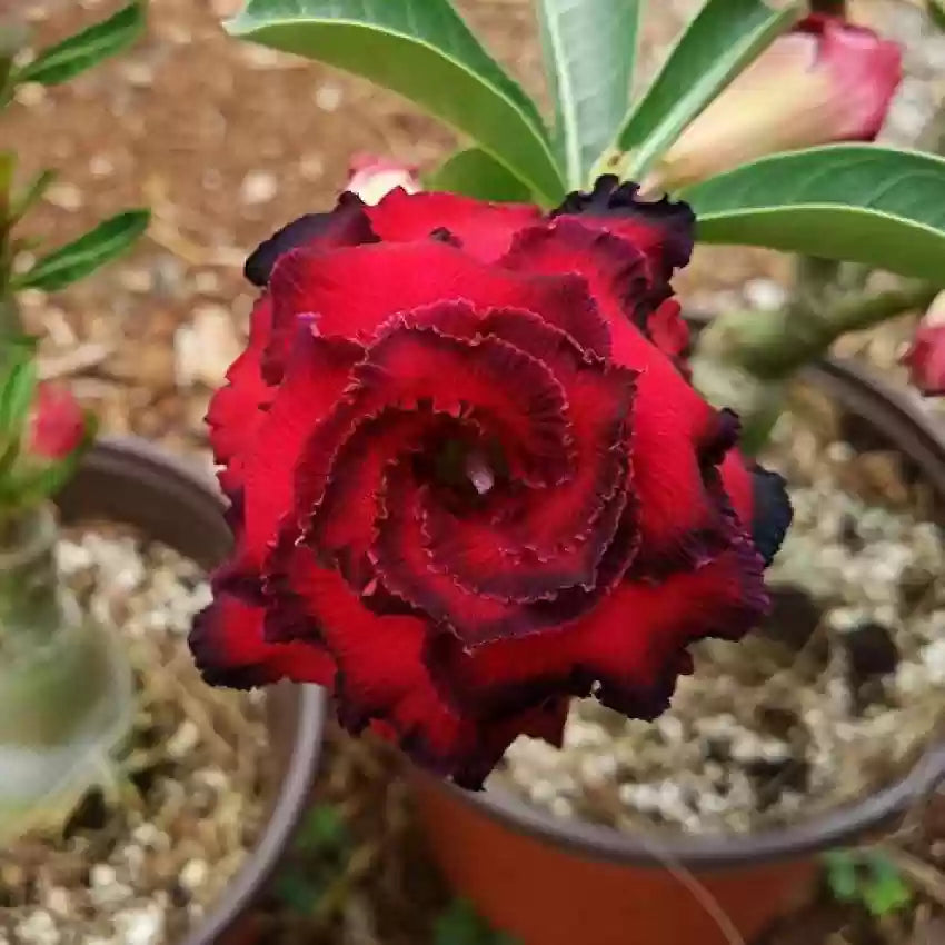 Burgundy Adenium Flower seeds for Planting Bright Blooms Heirloom & GMO Free Seeds for Home Garden
Sale seeds for home garden planting