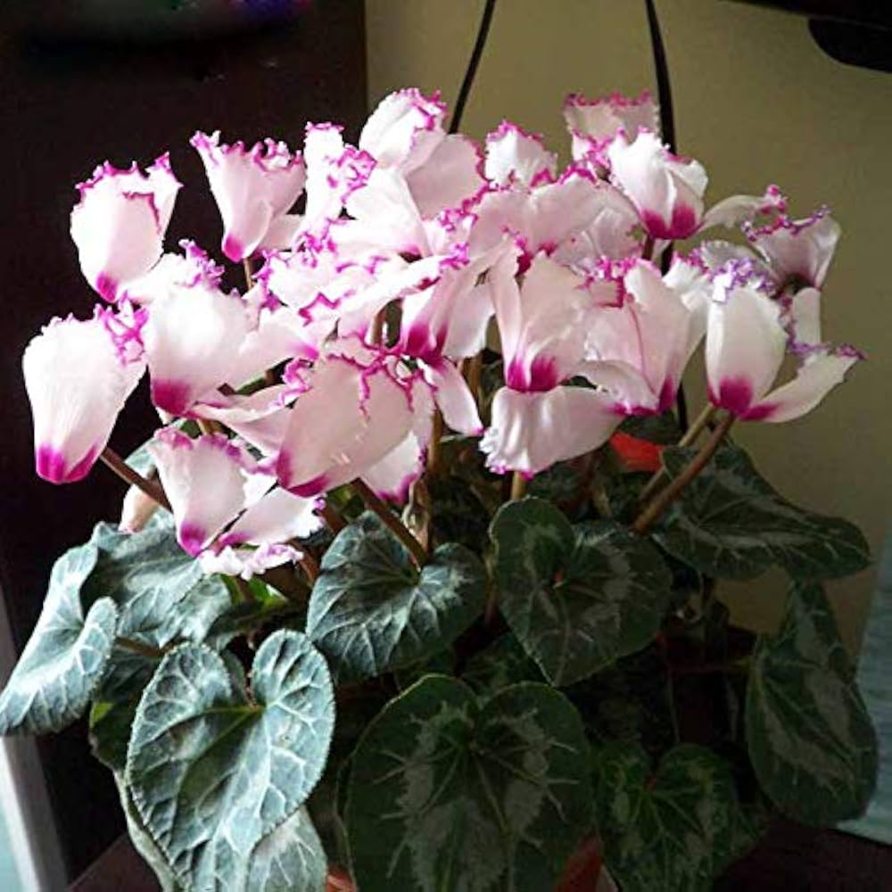 Purple White Cyclamen Flower seeds for Planting - Easy to Grow, Heirloom & GMO Free Seeds for Home Garden
Sale seeds for planting in home garden
