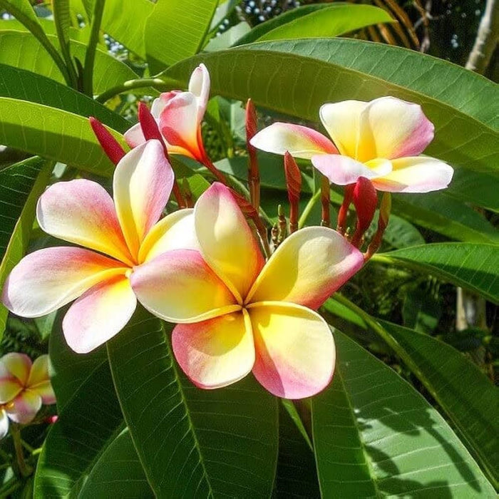 Mixed Frangipani Flower seeds for Planting - Vibra