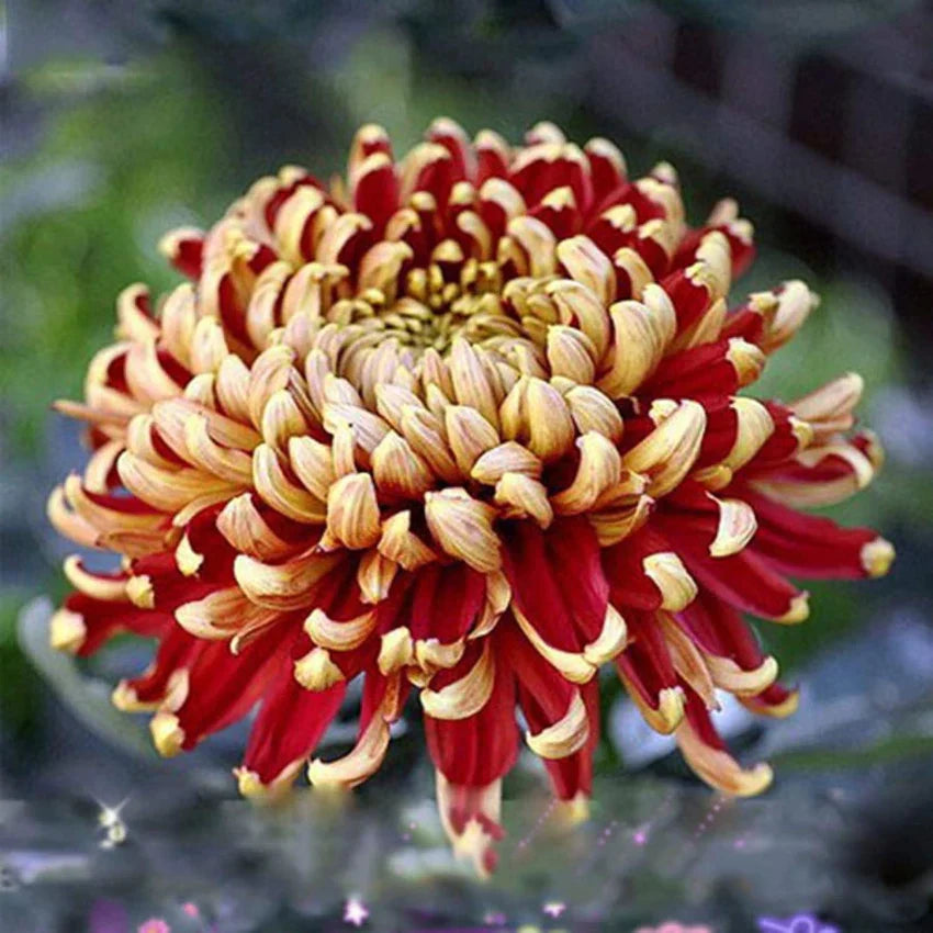 Yellow Red Chrysanthemum Flower seeds for Planting - Seasonal Bloomer, Heirloom & GMO Free Seeds for Home Garden
Sale seeds for planting in home garden