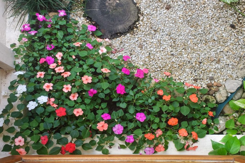 Lizzie Flower seeds for Planting - Wildflower Mix, Heirloom & GMO Free Seeds for Home Garden
Sale seeds for planting in home garden