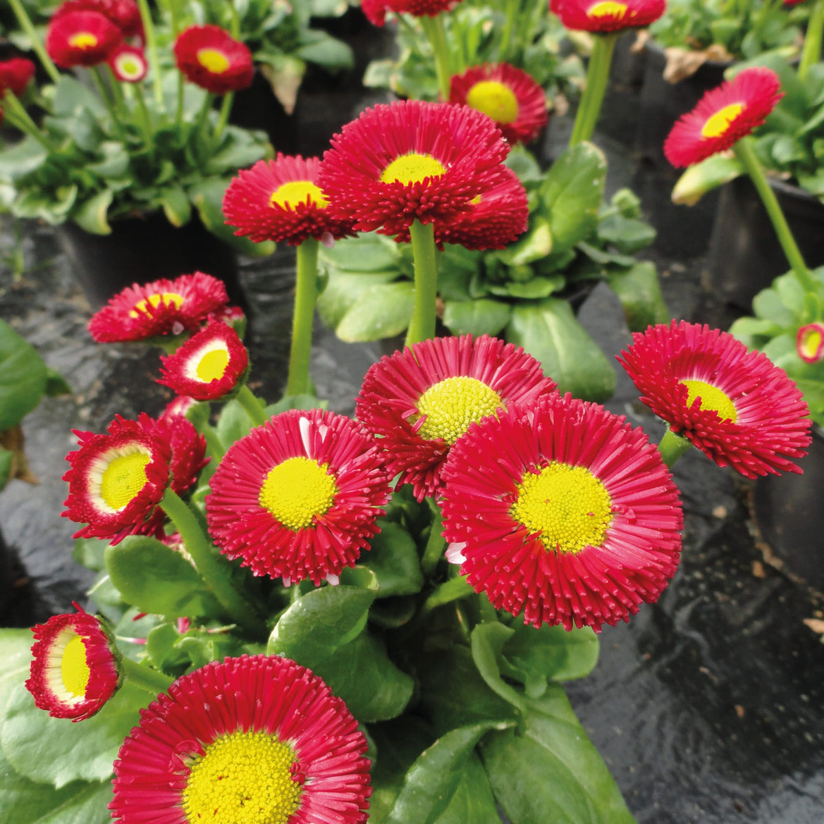 Red Yellow Bellis Flower seeds for Planting Colorful Display Heirloom & GMO Free Seeds for Home Garden
Sale seeds for home garden planting