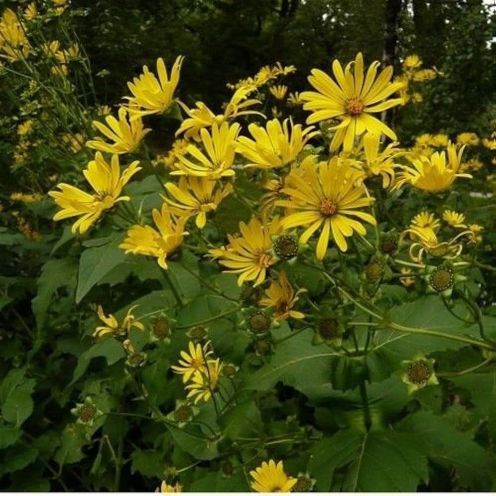Yellow Silphium Perfoliatum Flower seeds for Planting - Shade Tolerant, Heirloom & GMO Free Seeds for Home Garden
Sale seeds for planting in home garden