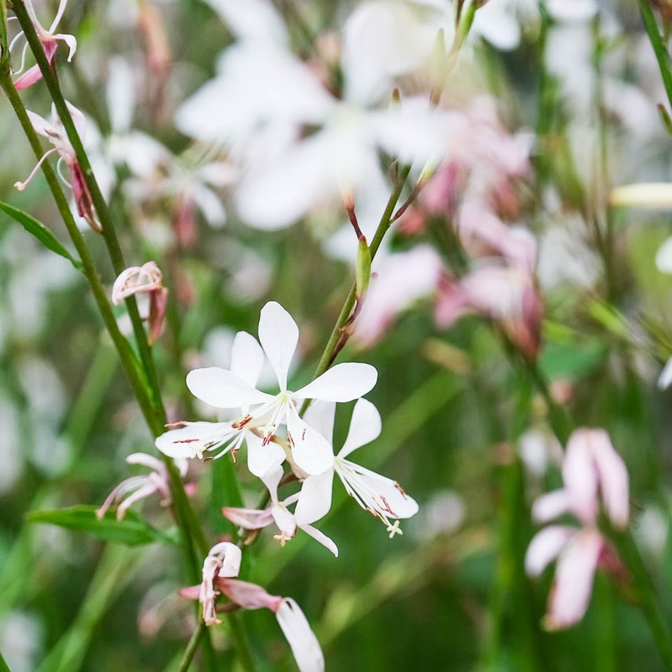 White Lindheimeri Flower seeds for Planting - Sun Loving, Heirloom & GMO Free Seeds for Home Garden
Sale for planting in home garden