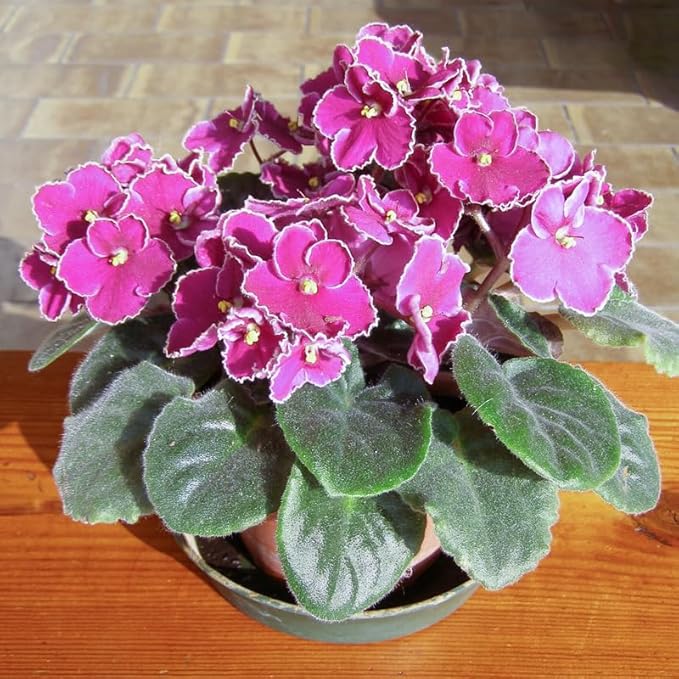 Violet Pink African or Saintpaulia ionantha Flower seeds for Planting Long Bloom Season Heirloom & GMO Free Seeds for Home Garden
Sale seeds for home garden planting