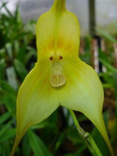 Light Green Monkey Face Orchid Seeds Flower seeds for Planting Hardy Variety Heirloom & GMO Free Seeds for Home Garden
Sale seeds for home garden planting