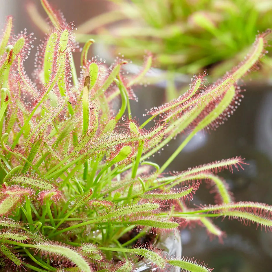 Green Sundew Clip Flower seeds for Planting - Bright Blooms, Heirloom & GMO Free Seeds for Home Garden
Sale seeds for planting in home garden