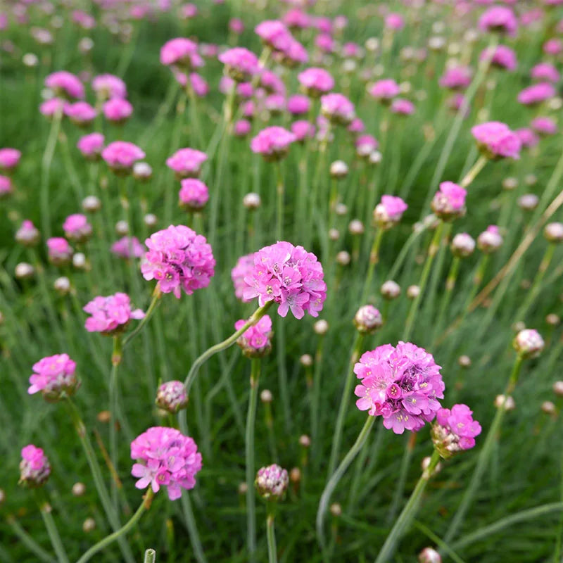 Maritima Flower seeds for Planting Bright Blooms Heirloom & GMO Free Seeds for Home Garden
Sale for planting in home garden