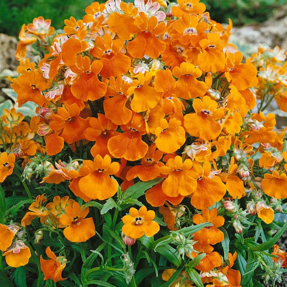 Nemesia Flower seeds for Planting Perfect for Borders Heirloom & GMO Free Seeds for Home Garden
Sale seeds for home garden planting