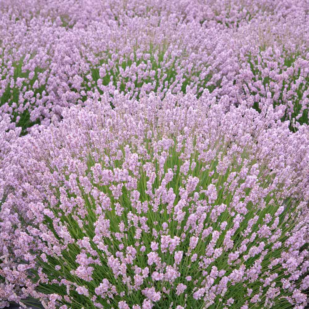 Pink Lavender Marjoram Flower seeds for Planting - Hardy Variety, Heirloom & GMO Free Seeds for Home Garden
Sale seeds for planting in home garden