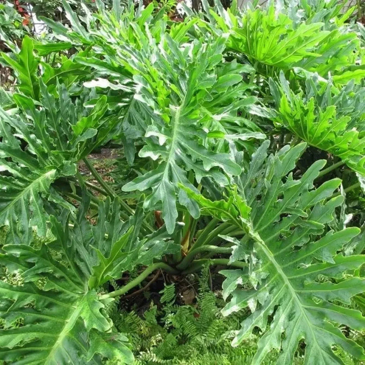 Grüne Philodendron Selloum Samen Blumensamen für Pflanze