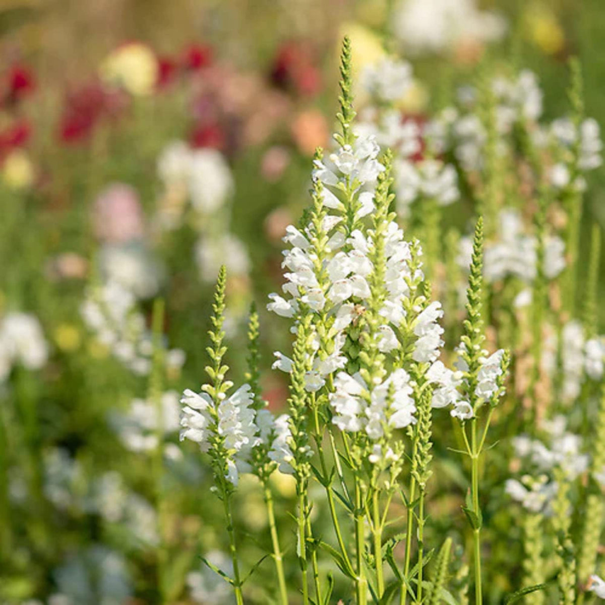 White Physostegia Flower seeds for Planting Premium Quality Heirloom & GMO Free Seeds for Home Garden
Sale seeds for home garden planting