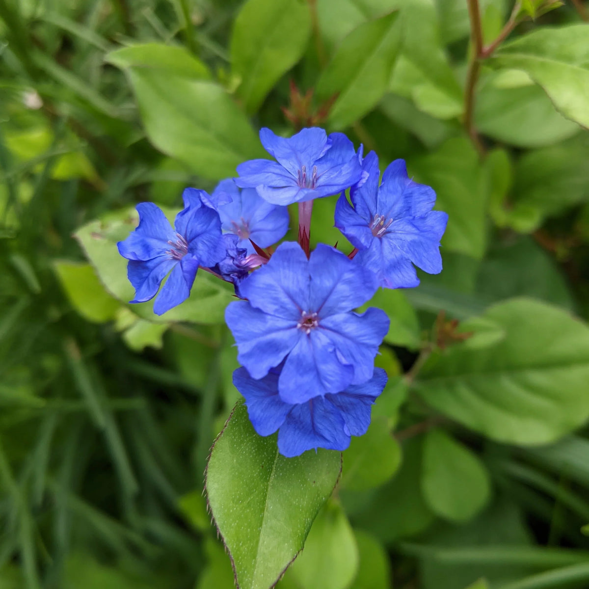 Ceratostigma Plumbaginoides Flower seeds for Planting Sun Loving Heirloom & GMO Free Seeds for Home Garden
Sale seeds for home garden planting