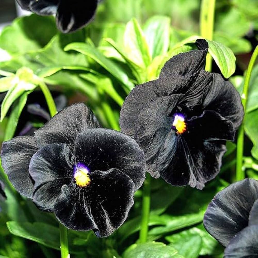 Black Viola Flower seeds for Planting - Easy to Grow, Heirloom & GMO Free Seeds for Home Garden
Sale for planting in home garden