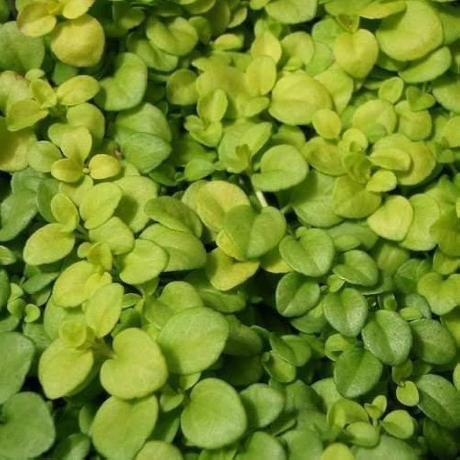 Green Veronica Repens Flower seeds for Planting Low Maintenance Heirloom & GMO Free Seeds for Home Garden
Sale seeds for home garden planting