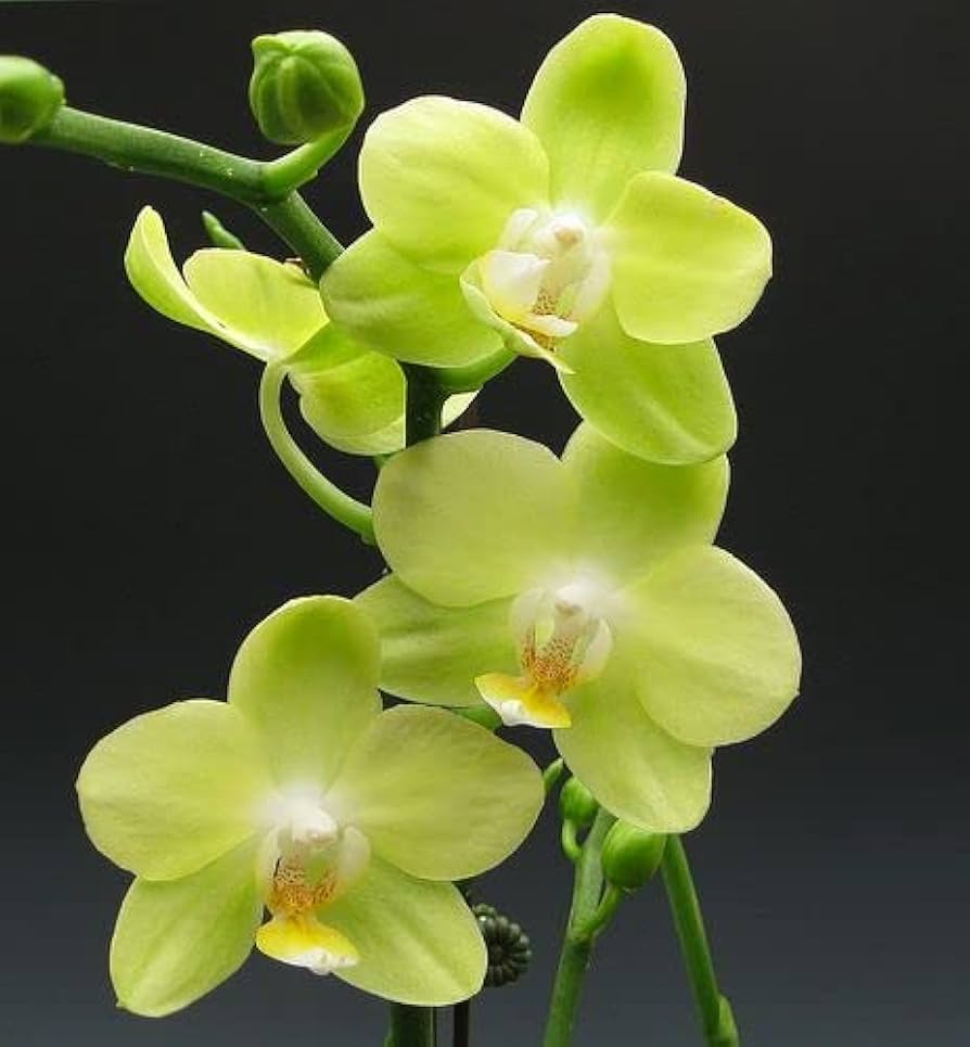 Green Phalaenopsis Orchid Flower seeds for Planting Easy to Grow Heirloom & GMO Free Seeds for Home Garden
Sale seeds for home garden planting