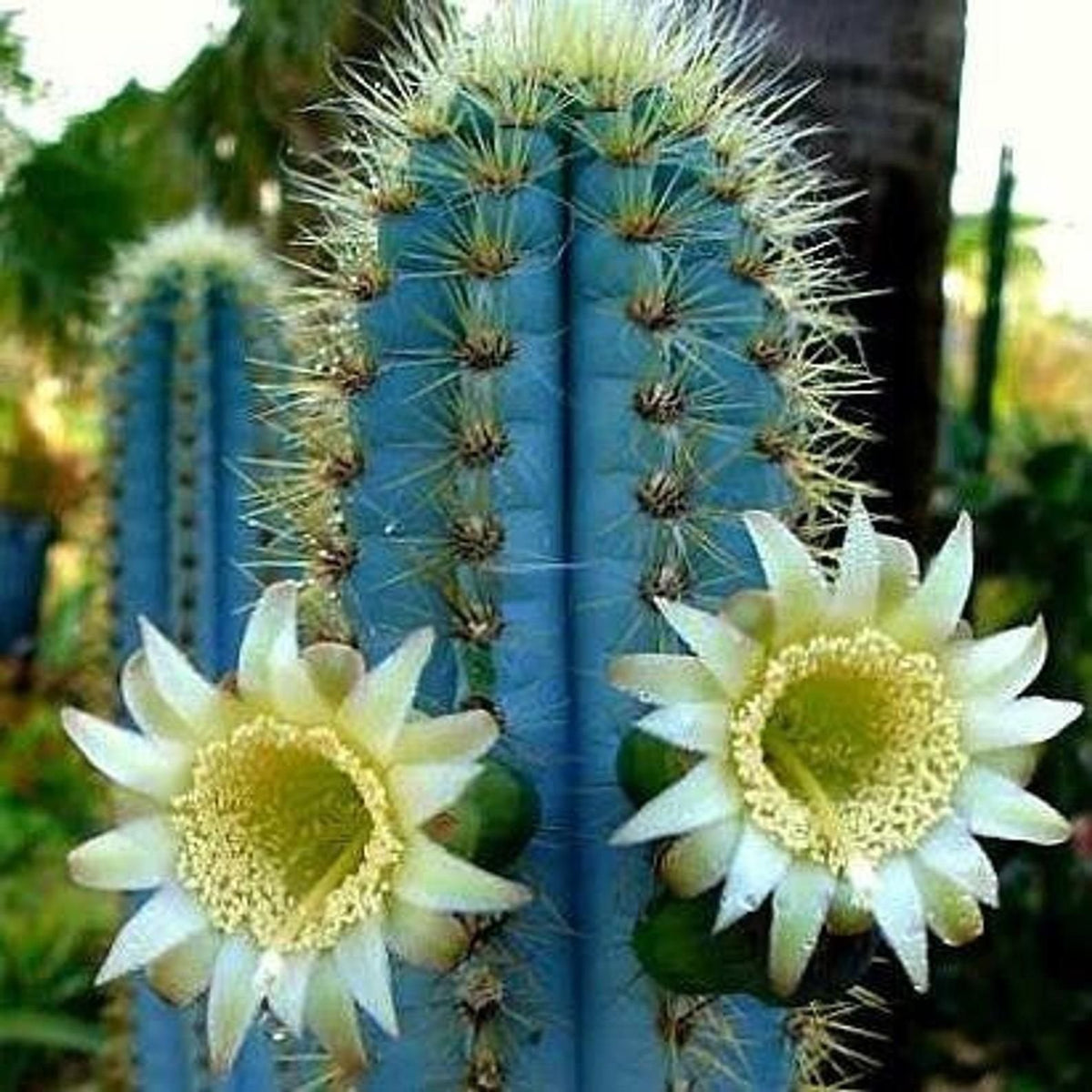 Blue Pilosocereus Flower seeds for Planting - Drought Tolerant, Heirloom & GMO Free Seeds for Home Garden
Sale for planting in home garden